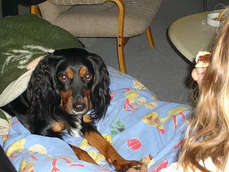 Blanding af racer Bailey billede 3