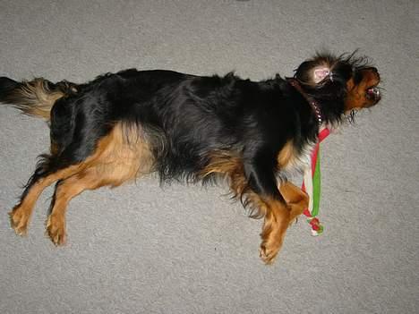 Blanding af racer Bailey billede 4