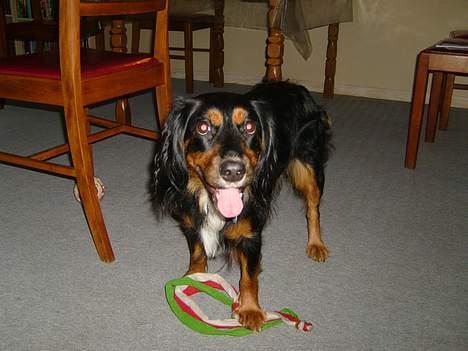 Blanding af racer Bailey billede 5