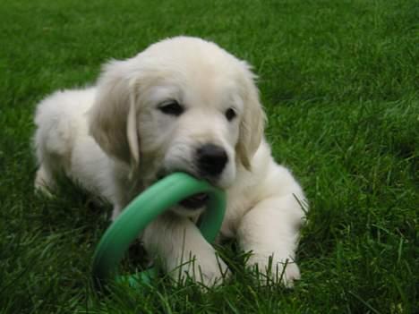 Golden retriever Cosmo (**Død**) - Dejligt med en bidering til mine små kløende bisser :) billede 1