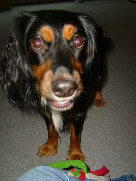 Blanding af racer Bailey billede 6