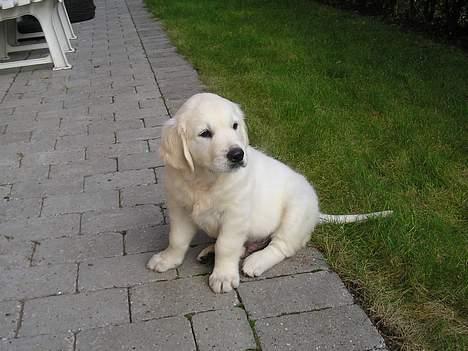 Golden retriever Cosmo (**Død**) - Hov.. hva sker der derover?? billede 2