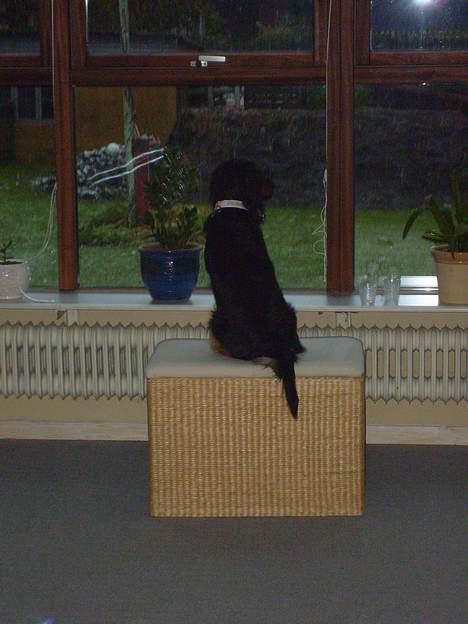 Blanding af racer Bailey billede 7