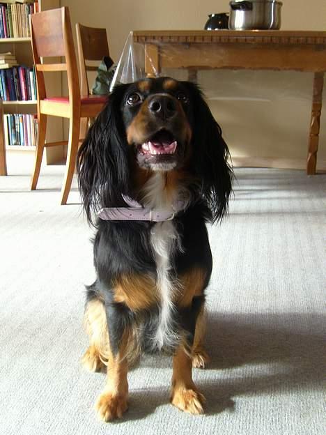 Blanding af racer Bailey billede 8