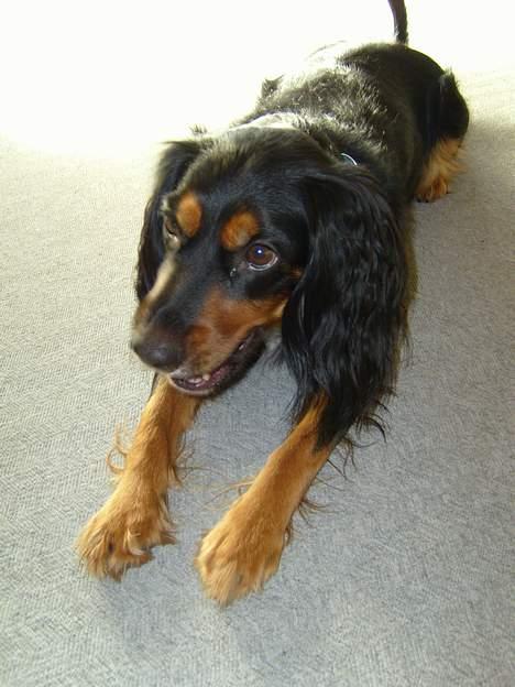 Blanding af racer Bailey billede 9