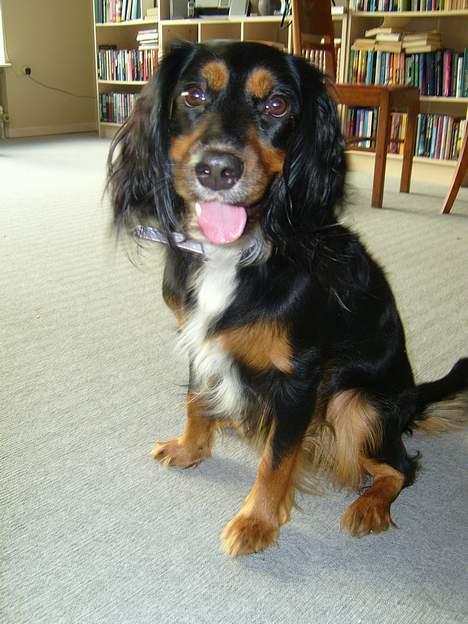 Blanding af racer Bailey billede 10