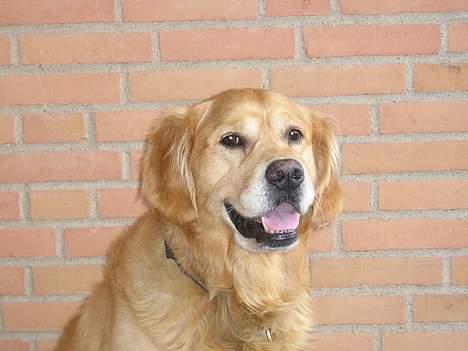 Golden retriever Cosmo (**Død**) - Vores gamle og MEGET savnede Magnus hund! Han fik desværre knoglekræft og blev aflivet d. 4/10-06 i an alder af 9år :(  billede 8