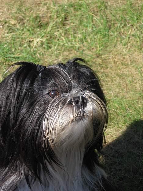 Lhasa apso Chilli billede 11