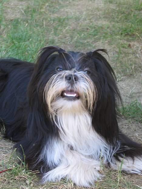 Lhasa apso Chilli billede 12
