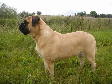 Bullmastiff Molly billede 1