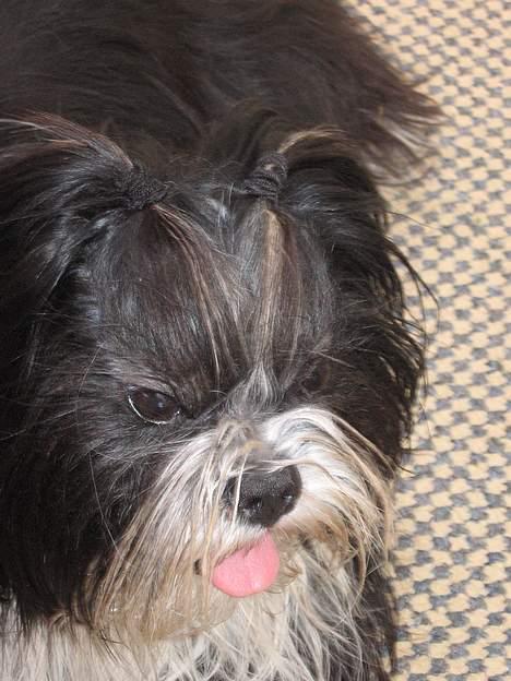 Lhasa apso Chilli billede 13