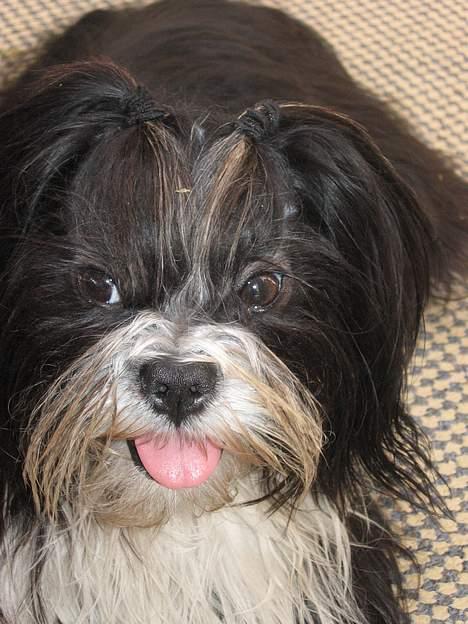 Lhasa apso Chilli billede 14