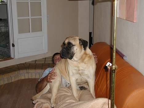 Bullmastiff Molly billede 4