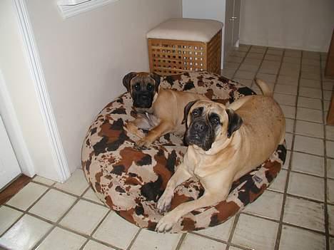 Bullmastiff Molly billede 9