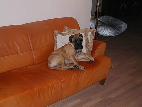 Bullmastiff Maggie billede 7