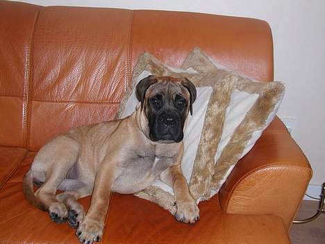 Bullmastiff Maggie billede 8