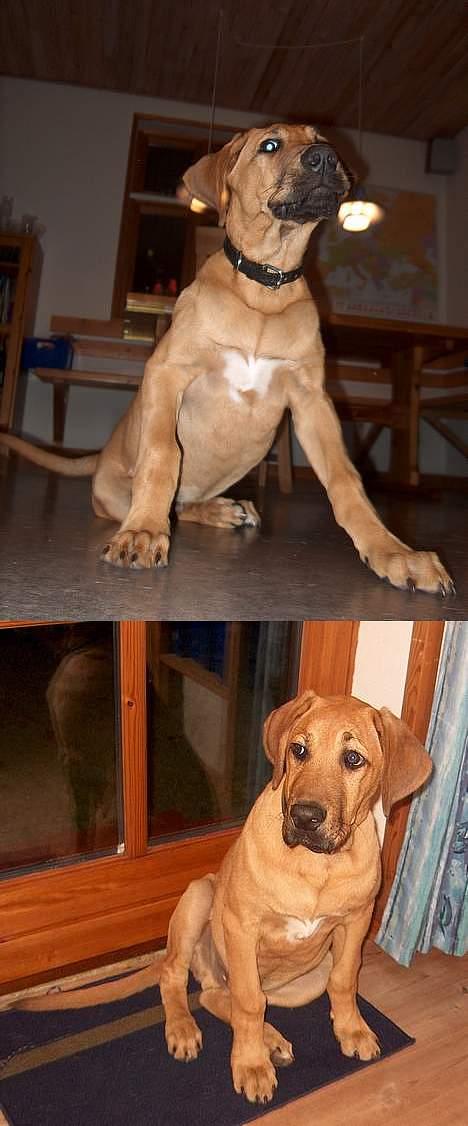 Broholmer Valde Ole Elo Edlav <''3 - <´´3 billede 7