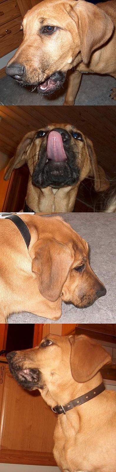 Broholmer Valde Ole Elo Edlav <''3 - Valde (: billede 8