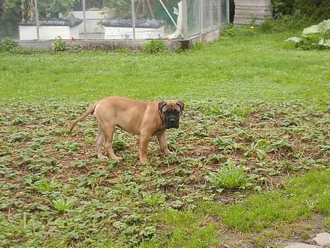 Bullmastiff Maggie billede 9