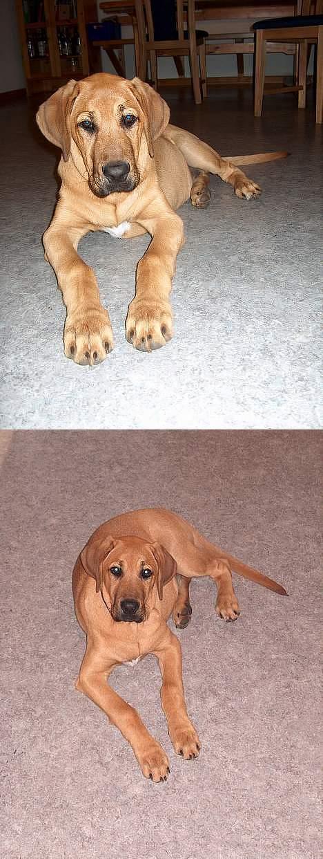 Broholmer Valde Ole Elo Edlav <''3 - ´Nu er jeg altså træt, Trine!´ billede 9