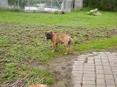 Bullmastiff Maggie billede 10