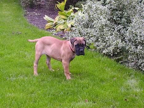 Bullmastiff Maggie billede 11