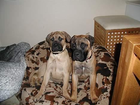 Bullmastiff Maggie billede 12