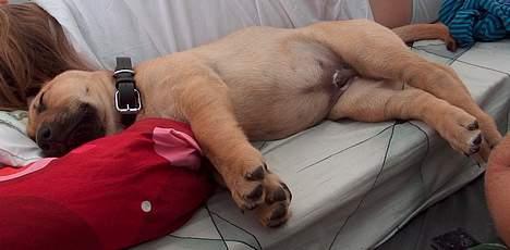 Broholmer Valde Ole Elo Edlav <''3 - Zzzz ... billede 10