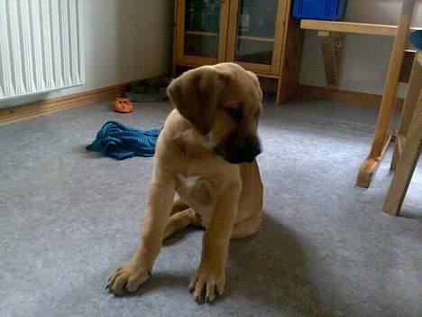 Broholmer Valde Ole Elo Edlav <''3 - Dejlige :D billede 11