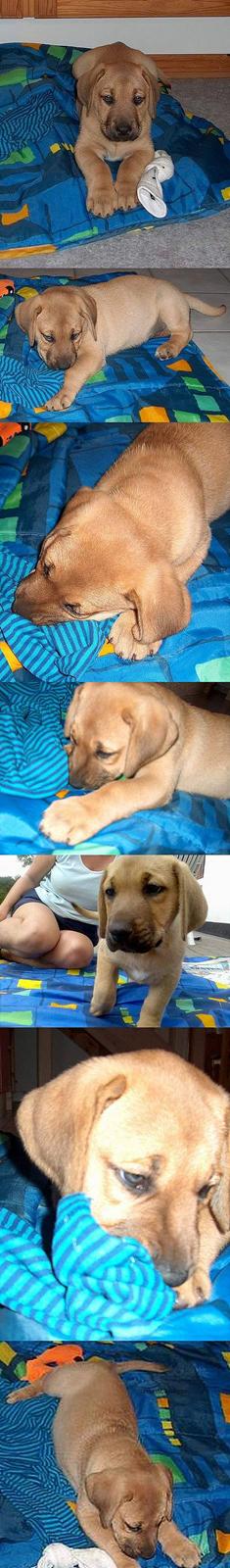 Broholmer Valde Ole Elo Edlav <''3 - Baby <´´3 billede 13