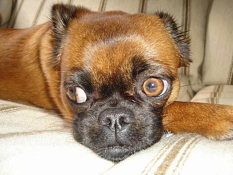 Blanding af racer (Griffon) Bella *6år* - Hvad snakker du om? Jeg er sgu da ikke bæløjet!!! billede 17