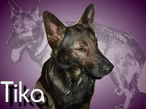 Schæferhund Tika - velkommen til tikas profil. billede 1