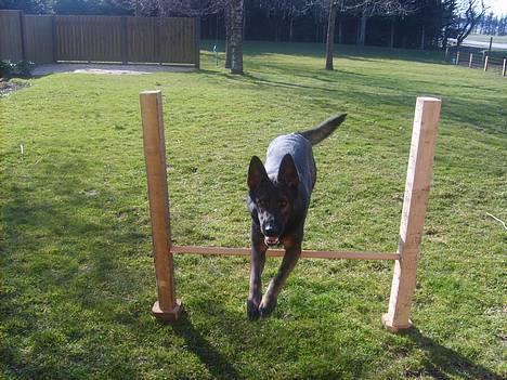 Schæferhund Tika - Se så flot hun springer. billede 2