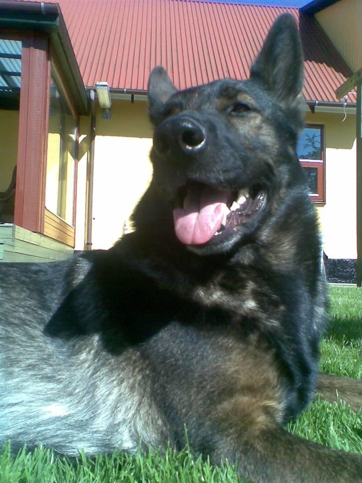 Schæferhund Tika - Her ligger jeg med tika i en dejlig varm sommer. billede 3