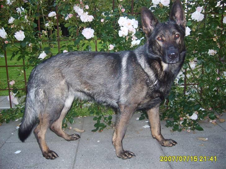 Schæferhund Tika - Her står hun foran rosen bedet billede 4