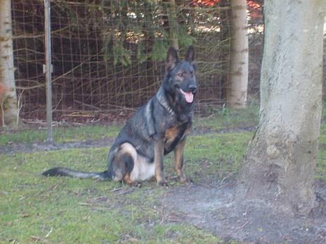 Schæferhund Tika - Hun sidder ved kastanje træet billede 5