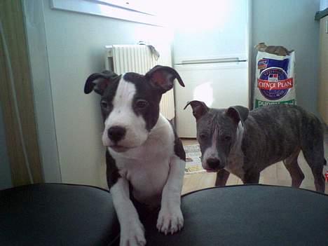 Amerikansk staffordshire terrier Nala (aflivet i 2007) - Nala pigen og min afdøde hund Tiger. Begge døde af samme sygdom :( billede 17