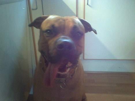 Blanding af racer Kenzo billede 10