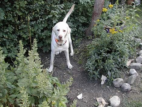 Labrador retriever Balto billede 9