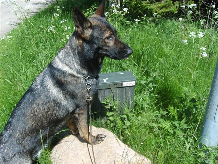 Schæferhund Tika - Hov, der står hun jo godt billede 6