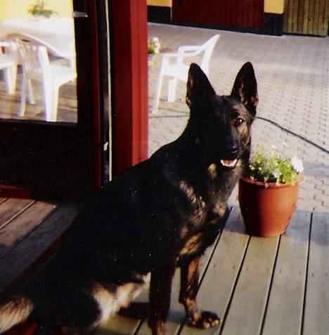 Schæferhund Tika - hun sidder på trappen og høre fuglene synge. billede 7