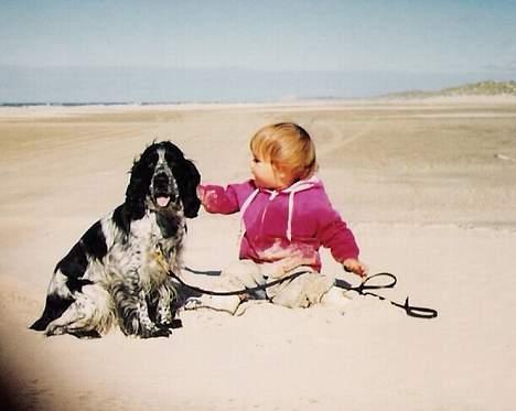 Cocker spaniel Suzzi (død) - Jeg og suzzi. (da jeg var lille) billede 1