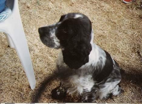 Cocker spaniel Suzzi (død) - suzzi sidder og kigger billede 4
