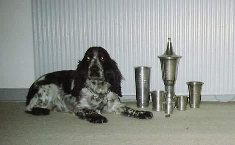 Cocker spaniel Suzzi (død) - her sidder hun med sine pokaler. billede 5