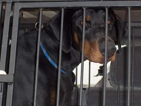 Dobermann Torontos Tess  - jeg venter...  billede 10