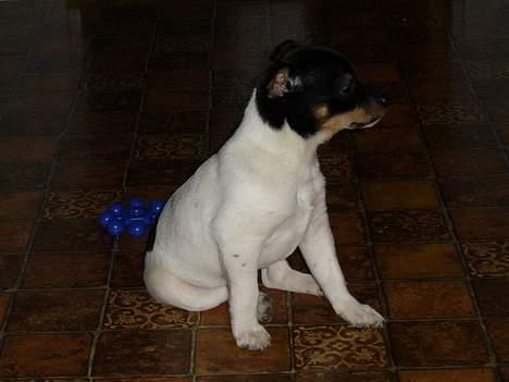 Dansk svensk gaardhund Cille - Cille dagen efter vi havde fået hende billede 1