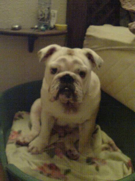 Engelsk bulldog Holger billede 7