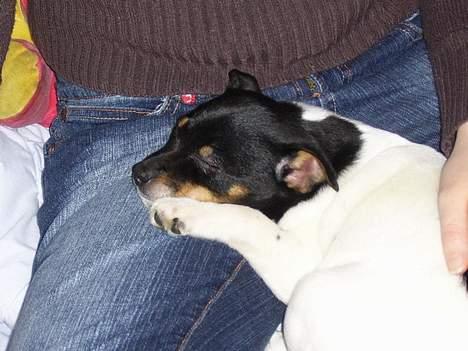 Dansk svensk gaardhund Cille - cille var som helt lille også en lille kjælle hund. her er hun dagen efter vi fik hende.  billede 2