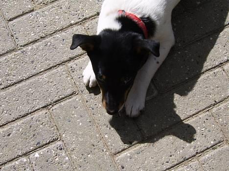 Dansk svensk gaardhund Cille - ;D Cille;D<3 billede 3