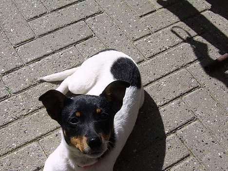 Dansk svensk gaardhund Cille - hallo jeg skal da med på billede skal jeg ikke..? billede 4